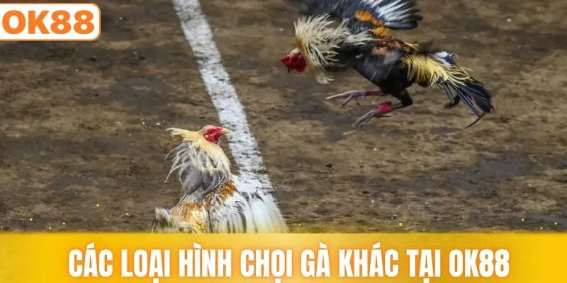 Các loại hình chọi gà khác nên chinh phục
