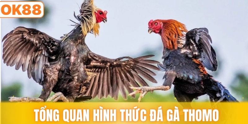 Khám phá tổng quan hình thức đá gà Thomo