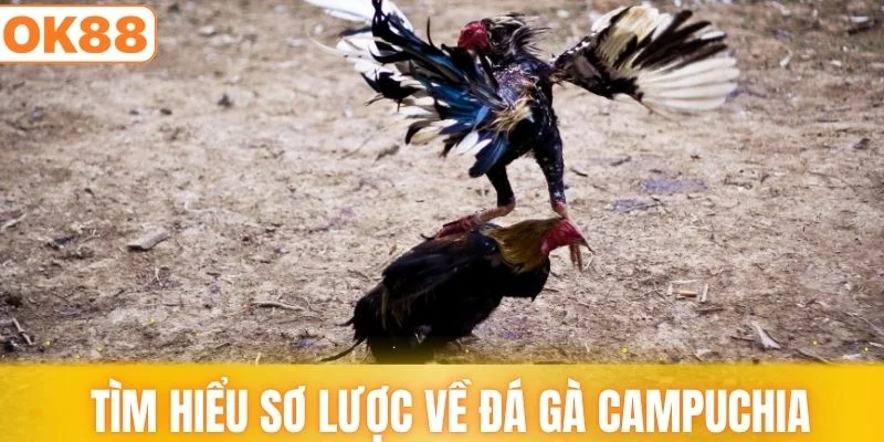 Tìm hiểu sơ lược về đá gà campuchiav