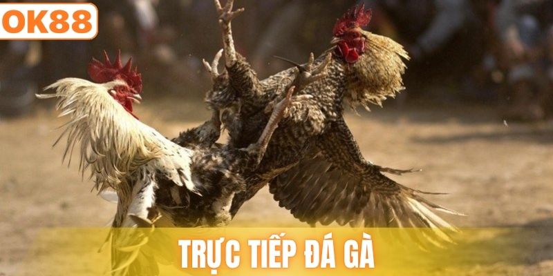 trực tiếp đá gà